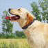 Glittering Basic Dog Collar, Adjustable Stylish Nylon for Small Medium Large Dogs, Eco-Friendly Plastic Buckle, Fit