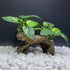 Smoothedo-Pets Aquarium Decor Ornaments, Betta Silk Leaf Pad Hammock & Artificial Driftwood Cave for Goldfish Bowl