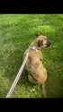 Dog Training Device with Remote Controller, Vibration Collar for Small, Medium, Large Dogs, Waterproof and Rechargeable