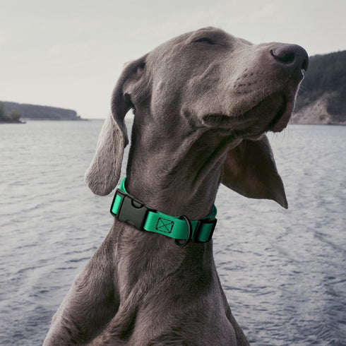 Dogline Biothane Waterproof Dog Collar with Quick Release Buckle, Fits Small to Large Dogs, Teal 1" W 15-23" L