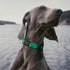 Dogline Biothane Waterproof Dog Collar with Quick Release Buckle, Fits Small to Large Dogs, Teal 1" W 15-23" L