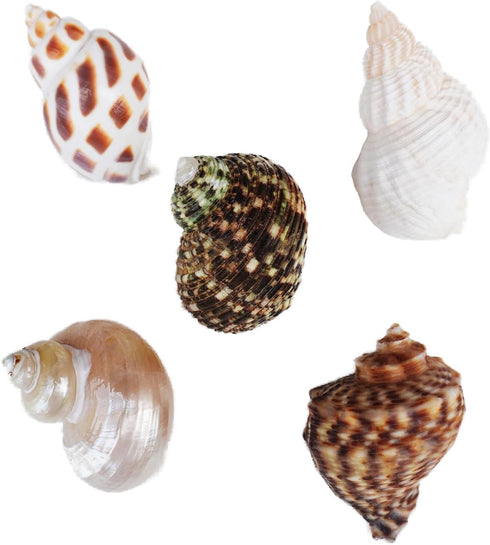 Begeterday 7PCS, 5PCS 1PCS 1PCS Hermit Crab Accessories Include Hermit Crab Shells, Climbing Toy and Hermit Crab