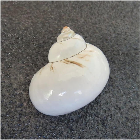 UHRLGHS 3-6cm 2pc Conch Shell Hermit Crab Replacement Shell Home Decoration Ornaments Fish Tank Aquarium Landscaping