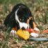 HS HERM. SPRENGER GERMANY Mango Chew Toy | Large Natural Rubber Chew Toy for Aggressive Chewers