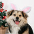ANIAC Easter Dog Headband for Small Medium Dogs, Plush Hat with Bunny Ears, Cute Pet Easter Costume