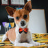 Halloween Dog Bow Ties, 10Pcs Adjustable Neckties for Small Medium Dogs, Pumpkin Skull Ghost Witch Pet Grooming