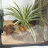 WOLEDOE Artificial Spider Plants, Reptile Terrarium Decor, Bearded Dragon Tank Accessories fit Crested Gecko Leopard