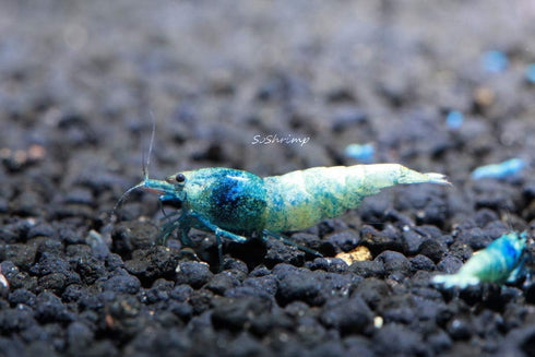 Blue Bolt Shrimp - Live Freshwater Aquarium Shrimp - 1/4 to 1/2