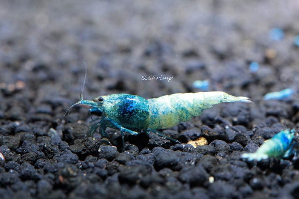 Blue Bolt Shrimp - Live Freshwater Aquarium Shrimp - 1/4 to 1/2