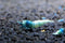 Blue Bolt Shrimp - Live Freshwater Aquarium Shrimp - 1/4 to 1/2