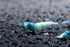 Blue Bolt Shrimp - Live Freshwater Aquarium Shrimp - 1/4 to 1/2