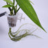 FOMIYES 4pcs Hanging Aquarium Planter, Aquatic Plant Cup for Tank Water Cultivation