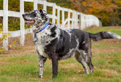 Large Dog Collar by Lupine 1" wide Ripple Creek design adjusts from 16" to 28"
