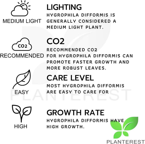 PLANTEREST BUY2GET1FREE Water Wisteria Hygrophila Difformis Bunch Live Aquarium Plant Decorations