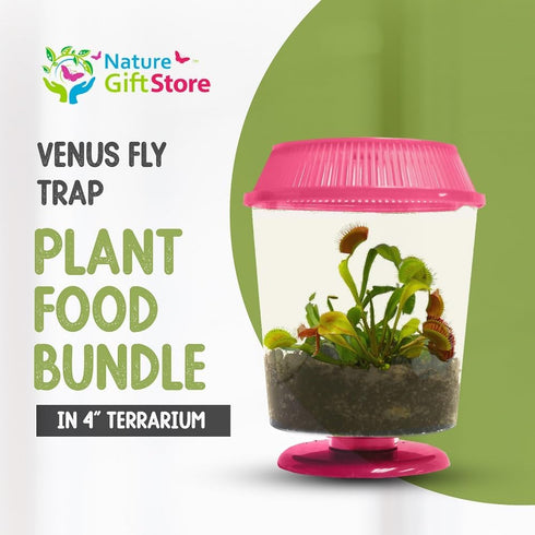 Store 4.5" Venus Fly Trap Live Plant with Pink Terrarium + Carnivorous Plants Food Bundle with Feeding Tweezers