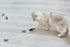 fatdaa Exercise2pcs Cat Toys Teaser InteractiveMini Electronic Robot Beetle Funny cat Toy, Cat Bug Educational Toy