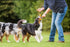 Small Dog Treat Pouch, Hands-Free Pet Treat Bag for Training, Clip Carrier