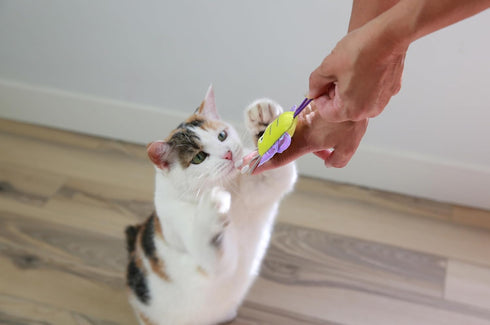 Mad Cat Pack 1, Sling Shot Critter Butterfly Catnip and Silvervine Plush Fling Cat Toy, of Fling and Launch