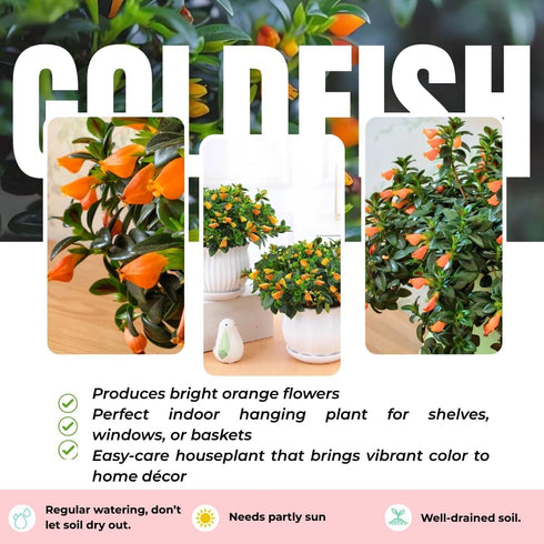 LRWI 4'' 4-7 Inch Trailing Goldfish Plant Live in Pot, Hardy Goldfish Plant for Hanging Basket, Easy-Care Houseplant