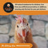 Fluker's Culinary Coop Premium Chicken Treats - Mealworms 3.5 oz, High Protein Nutritious Treat