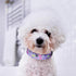 QQPETS Adjustable Soft Dog Collar with Print Flower Pink Multicolor Patterns for XS Small Medium Large Pets