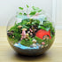 DQITJ 1 Pack Hermit Crab Hiding House Cute Strawberry Shape Rest Hideout Climbing Cave Habitat Decoration for Hermit