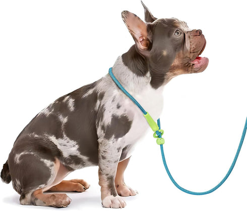DaFuEn 6 FT Lightweight Dog Slip Lead, Classic Training Leash for Small Medium Puppies, No-Pull Slip Leash and Collar