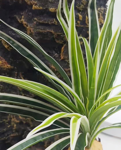 Reptile Terrarium Decor - Bearded Dragon Tank Accessories, Spider Plants for Crested Gecko, Leopard Lizard, Chameleon