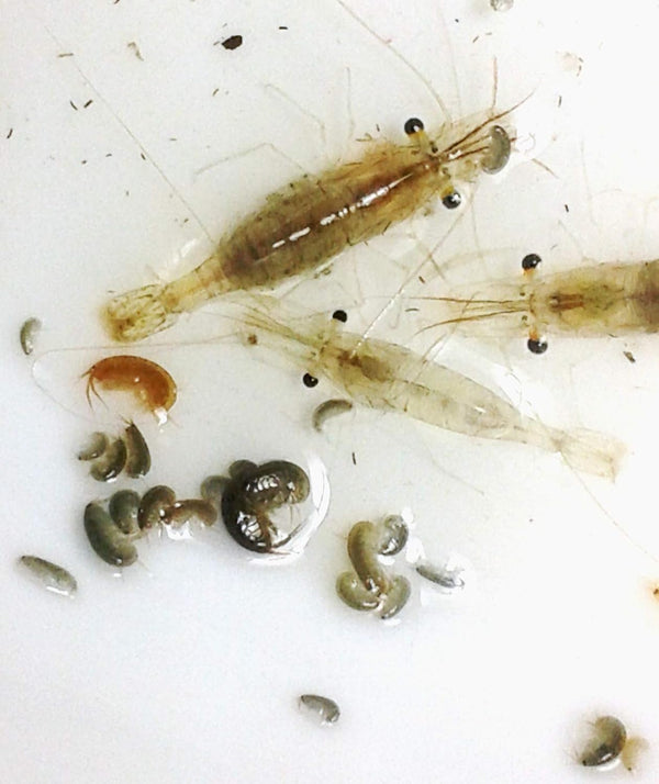 FloridaPets Live Foods FloridaPets 20 Live Saltwater Ghost Shrimp and 50 Amphipods Aquarium Fish Food