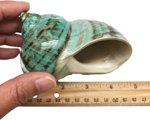 GENERIC 1PC (3.5Inch ~4inch) Natural Fluorescent Conch Hermit Crab Shells Can be Used as Hermit Crab Replacement