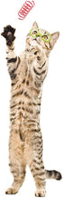 Tamu Style Cat Spring Toys - 60 Pack Playful Coils for Kittens, BPA Free Plastic for Active Healthy Play