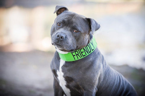 Friendly Green Color Coded S-M L-XL Buckle Dog Collar (Known As Friendly) Prevents Accidents by Warning Others of Your Dog in Advance (L-XL 15-25" Lx1.5 W)
