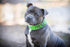 Friendly Green Color Coded S-M L-XL Buckle Dog Collar (Known As Friendly) Prevents Accidents by Warning Others of Your Dog in Advance (L-XL 15-25" Lx1.5 W)