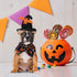 EXPAWLORER Dog Halloween Costumes - Collar with Bells and Wizard's Hat Set, Black