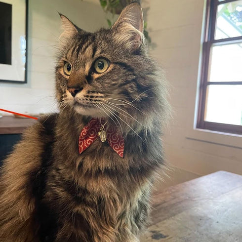 PetSoKoo Bunny Ears Cat Collar with Japan Lucky ‘???’ Charm, Red Safety Breakaway Bowtie Kitten Collar with Bell