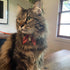 PetSoKoo Bunny Ears Cat Collar with Japan Lucky ‘???’ Charm, Red Safety Breakaway Bowtie Kitten Collar with Bell