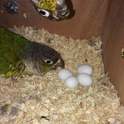 WOLEDOE 8Pcs Solid Plastic Parrot Fake Eggs, Keeping Them from Laying Anymore Eggs, Suit for Medium and Large Parrots