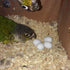 WOLEDOE 8Pcs Solid Plastic Parrot Fake Eggs, Keeping Them from Laying Anymore Eggs, Suit for Medium and Large Parrots