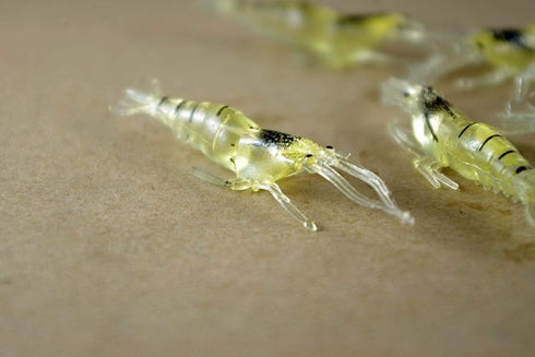 Generic 10 4cm Pcs Simulation Fake Bait Grass Shrimp Lures Soft Shrimp Bait Fishing Gear Professional Design