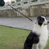 No Handle Dog Leash, 3FT / 6FT Tether Training Leash, Tie Down for Exercising, Bicycle and Outdoor Running Walking