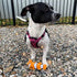 Snuggle Puppy Tender-Tuffs Small Dog Toy - Orange Clownfish for Small Breeds with Puncture Resistant Squeaker