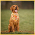 50PCS Hemming Large Dog Bandanas Fall Large XL Dog Breed Bulk Autumn Pattern Kerchief Triangle Bibs Head Scarves Scarfs