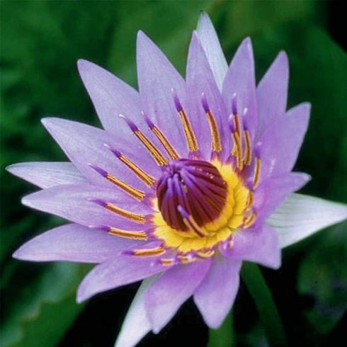 PLANTEREST BUY2GET1FREE Nymphaea Colorata Purple Tropical Water Lily Rhizome Live Aquarium Plant