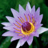 PLANTEREST BUY2GET1FREE Nymphaea Colorata Purple Tropical Water Lily Rhizome Live Aquarium Plant