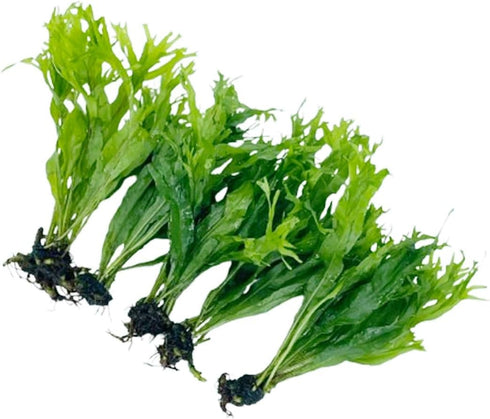 Generic 5X Java Fern Windelove Microsorum Pteropus Looses Aquarium Live Plant for Fish Tank Decoration