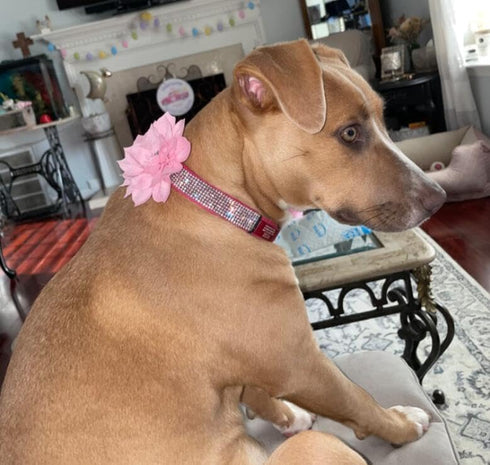 Rhinestone Dog Collar, Cute Dazzling Sparkling Soft Suede Leather Dog Cat Rhinestone Collar Crystal Diamond Pet Dog Puppy Collar (Hot Pink5, M), Medium