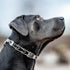Herm Sprenger ClicLock Fastener, Stainless Steel Buckle for Dog Training Collar, Quick Release