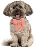 Maca Bates Dog Collar with Bow Tie, Adjustable Breakaway Girly Pink Collar for Small Medium Large Dogs, Birthday Gift