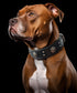 Leather Dog Collar, 2 inches Wide Heavy Duty Genuine Leather, Handmade, Soft, Luxury for Large and Medium Breed Dogs