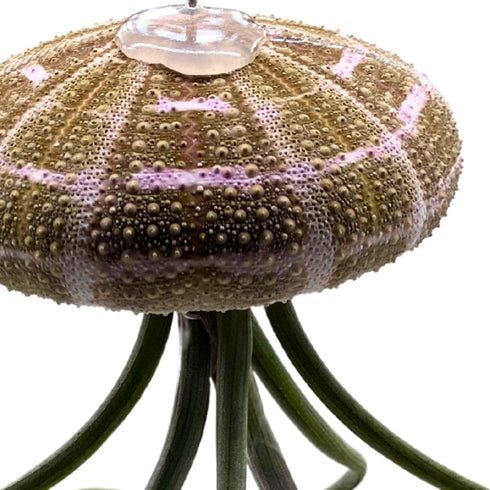 BubbleBlooms Large Hanging Tillandsia Jellyfish Plant